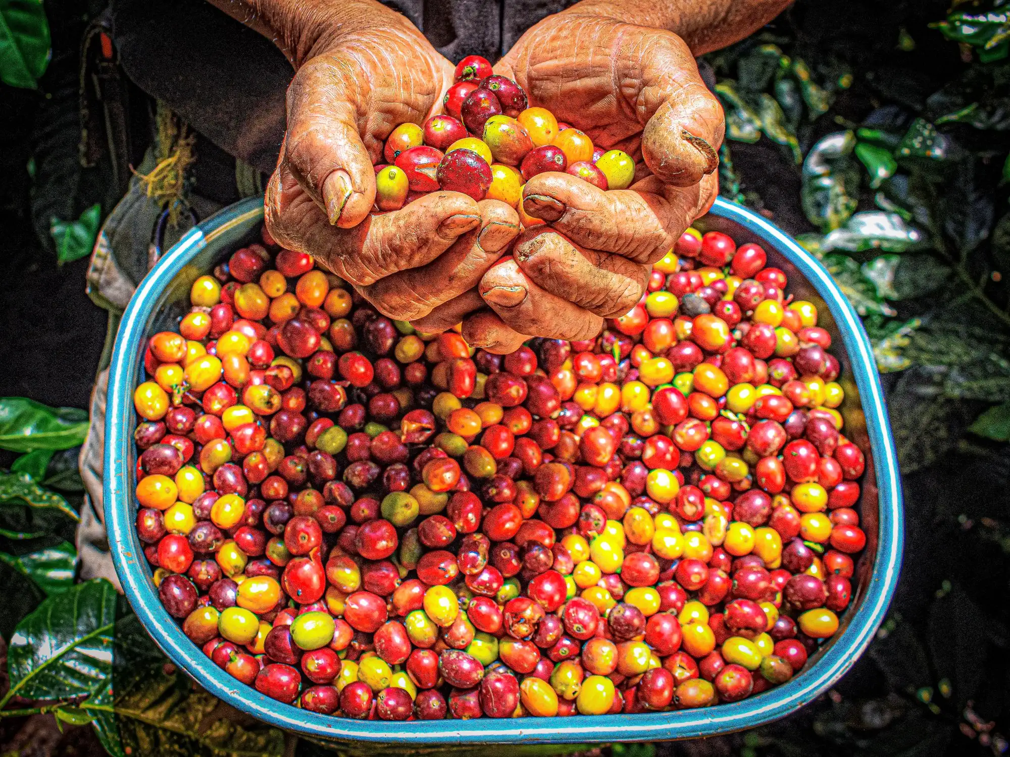Two hands full of freshly picked red and yellow coffee cherries above a bowl on a Colombian coffee farm