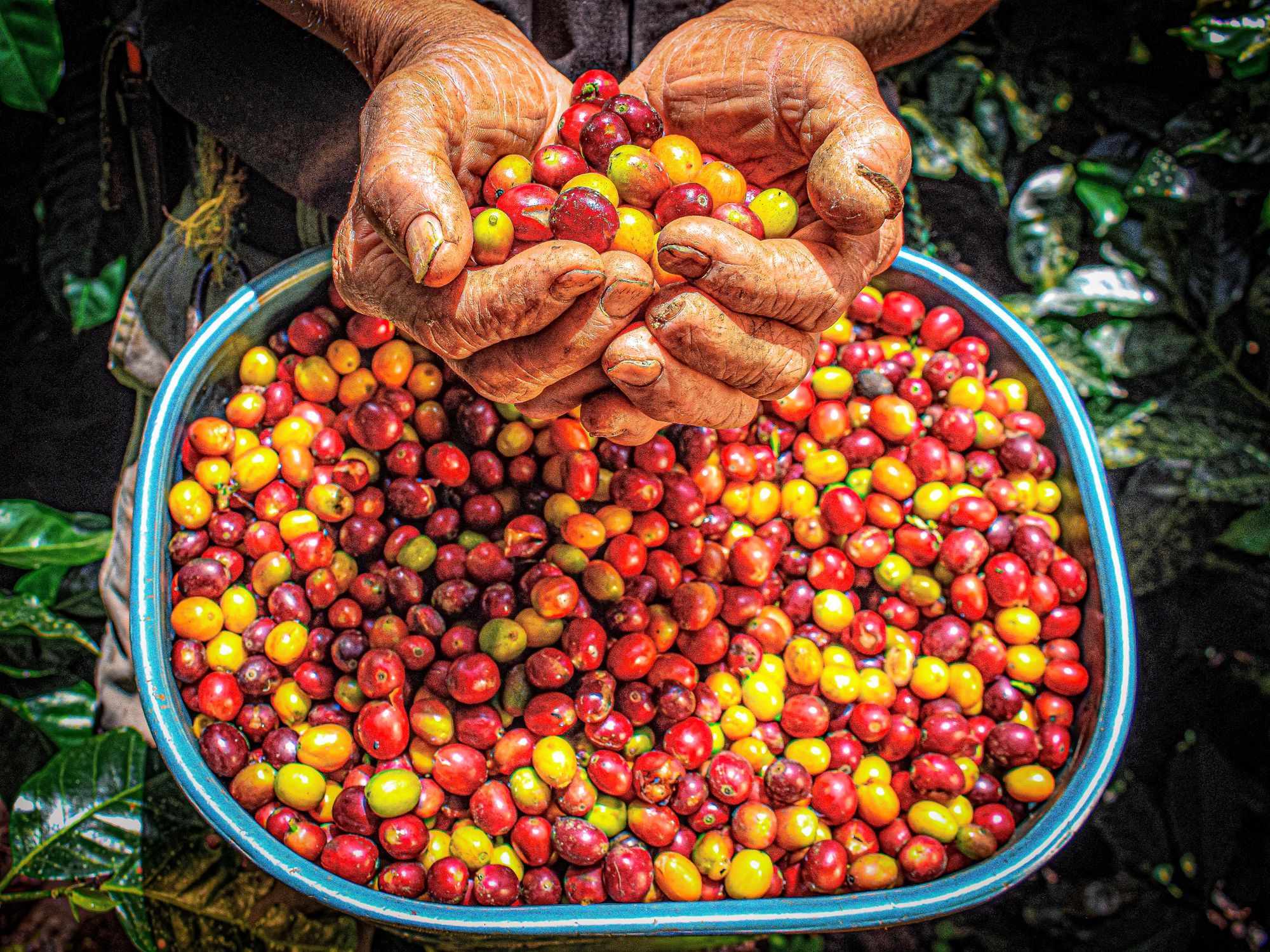 Due mani piene di ciliegie di caffè rosse e gialle appena raccolte sopra un catino in una piantagione colombiana