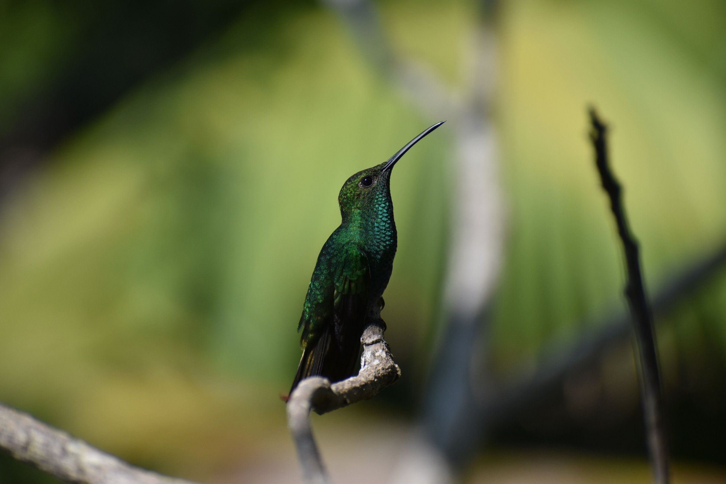 A green hummingbird perched on a branch in the forest around Minca, in the Sierra Nevada de Santa Marta
