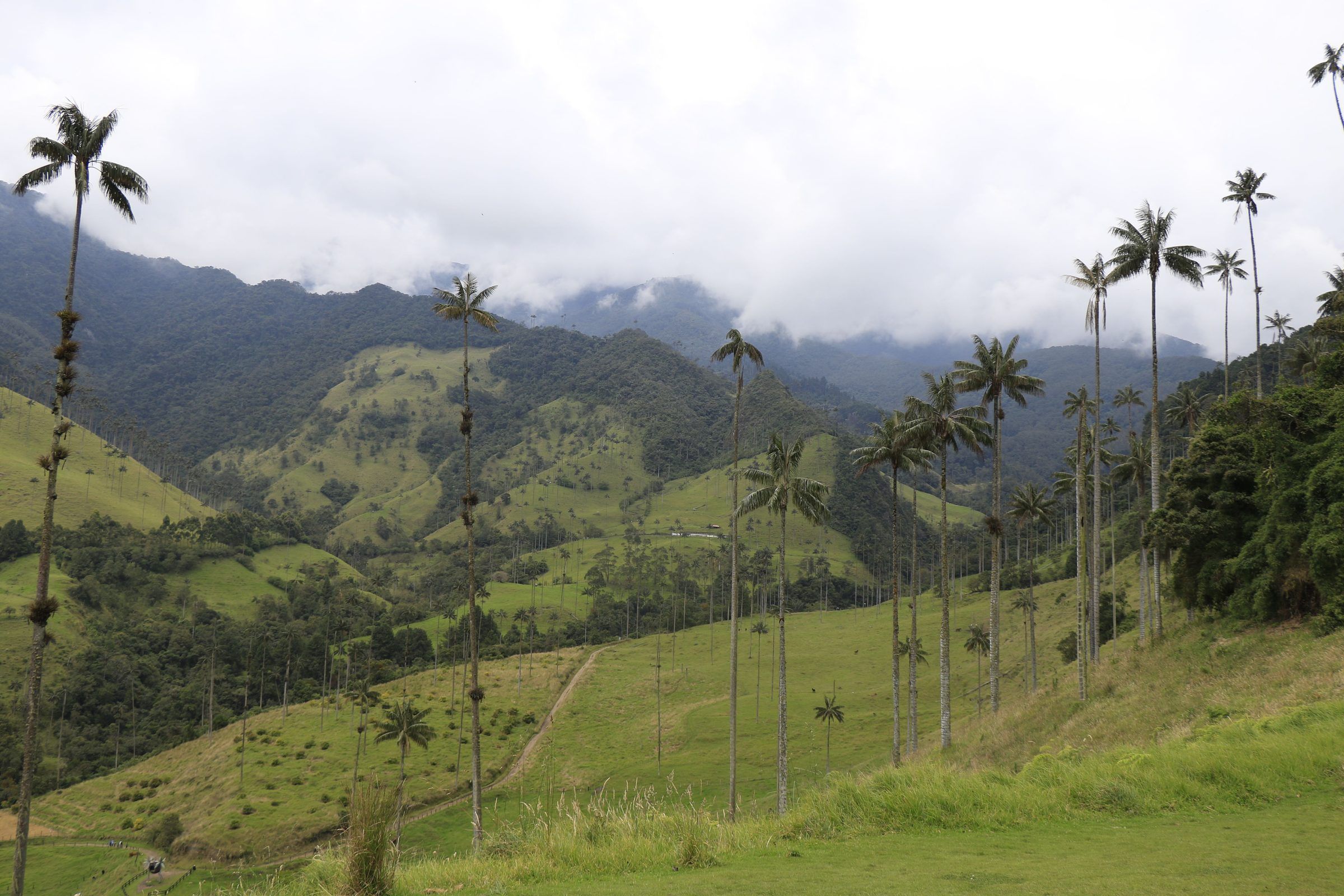 Towering wax palms on the green slopes of the Cocora Valley, with cloud-covered mountains behind