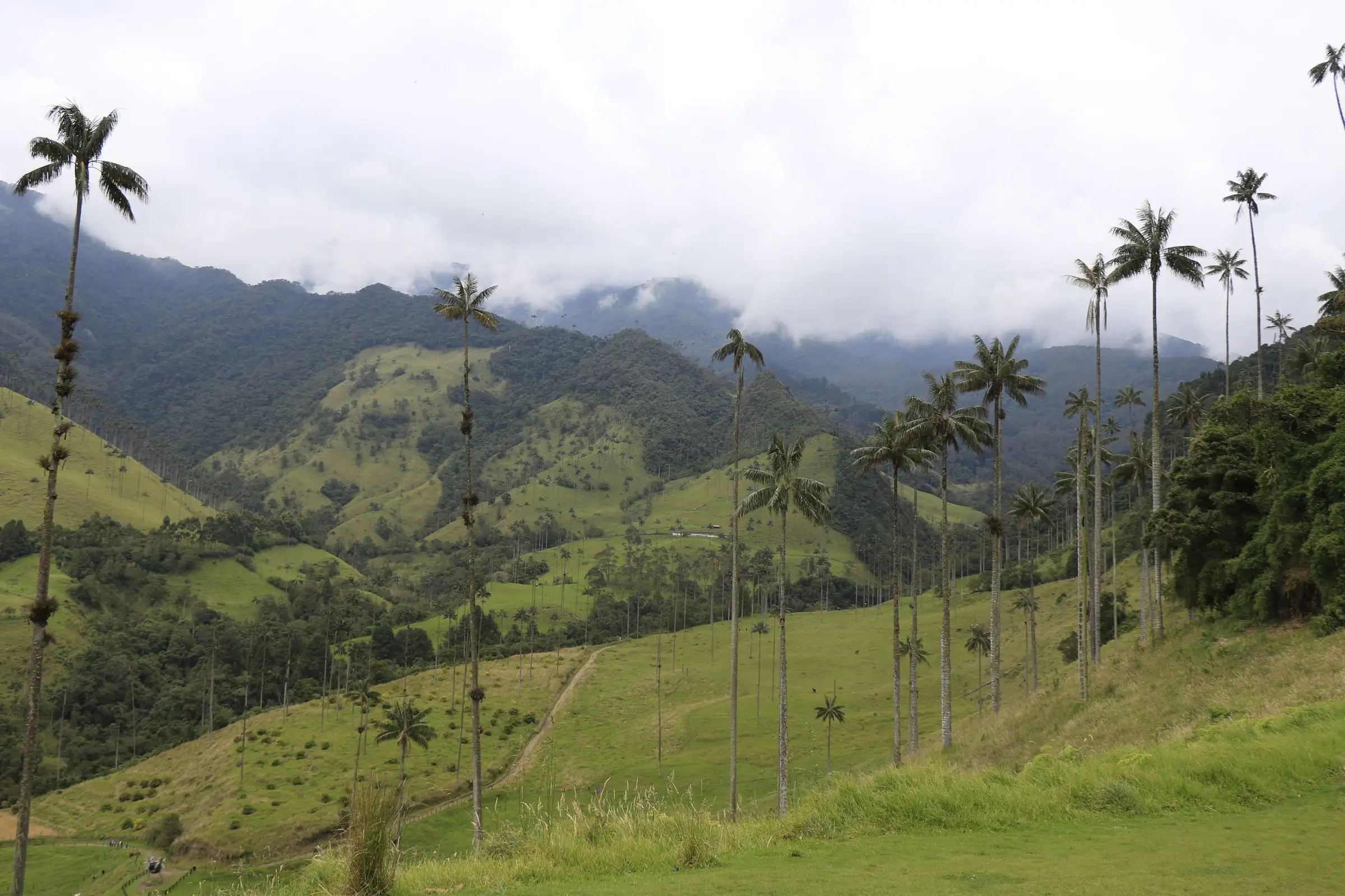 Palmas de cera altísimas sobre los potreros verdes del Valle de Cocora, con montañas cubiertas de nubes